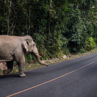 Thailand elephant wallpaper