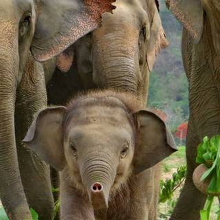 Thailand elephant wallpaper