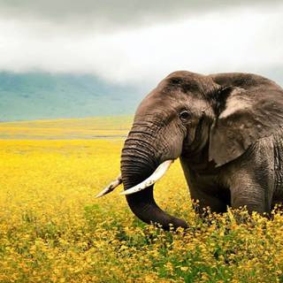 Thailand elephant wallpaper