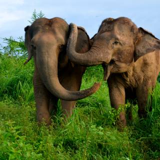 Thailand elephant wallpaper