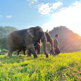 Thailand elephant wallpaper