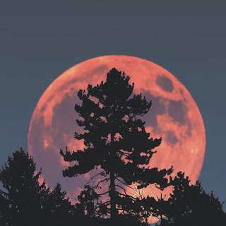 Tree moon wallpaper