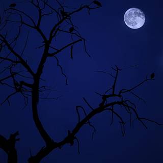 Tree moon wallpaper