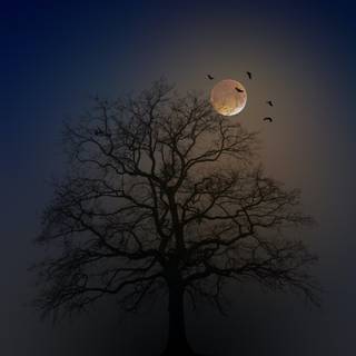 Tree moon wallpaper