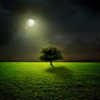 Tree moon wallpaper