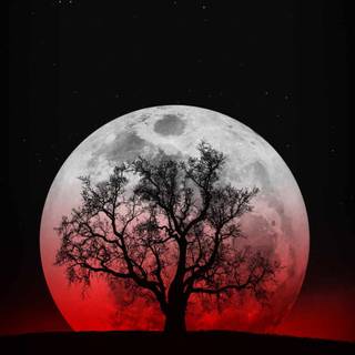 Tree moon wallpaper