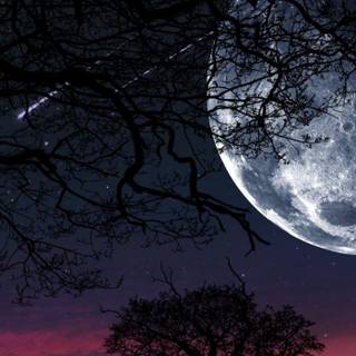 Tree moon wallpaper