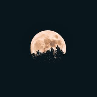 Tree moon wallpaper
