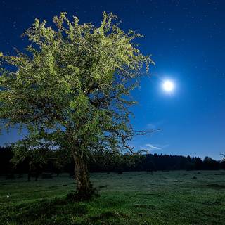 Tree moon wallpaper