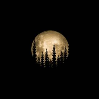 Tree moon wallpaper