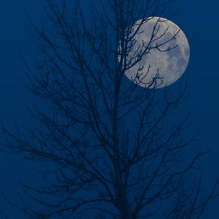 Tree moon wallpaper
