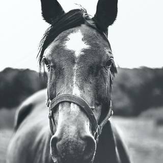Black and white horses wallpaper