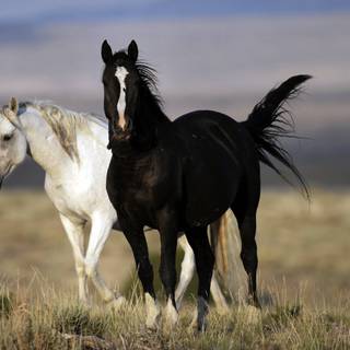 Black and white horses wallpaper