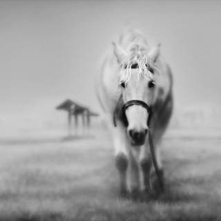 Black and white horses wallpaper