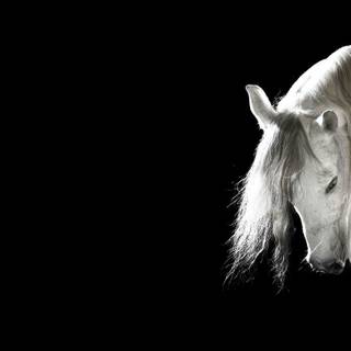 Black and white horses wallpaper