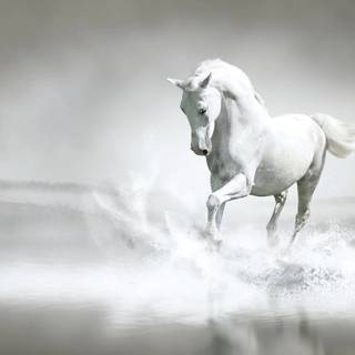 Black and white horses wallpaper