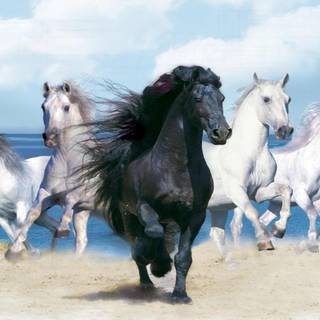 Black and white horses wallpaper