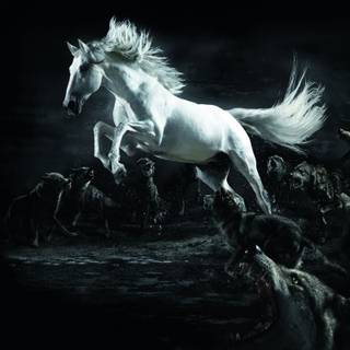 Black and white horses wallpaper