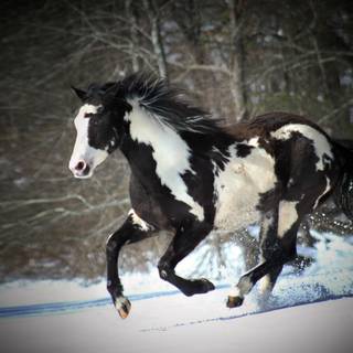 Black and white horses wallpaper