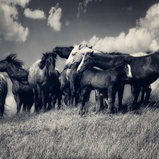 Black and white horses wallpaper