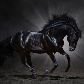 Black and white horses wallpaper