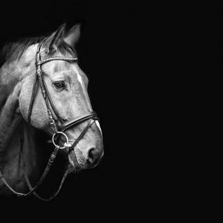 Black and white horses wallpaper