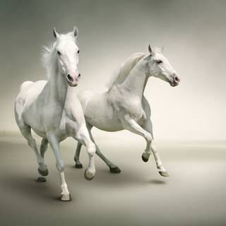 Black and white horses wallpaper