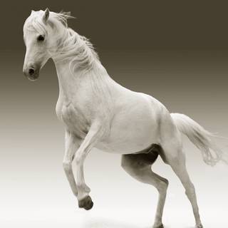 Black and white horses wallpaper