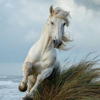 Black and white horses wallpaper