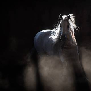 Black and white horses wallpaper