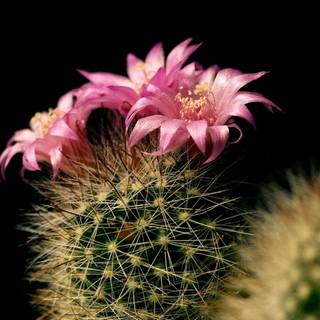 Cactus flowers wallpaper