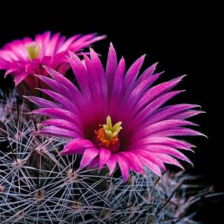 Cactus flowers wallpaper
