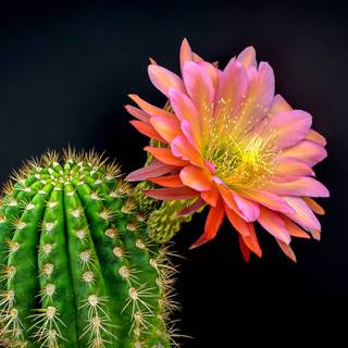 Cactus flowers wallpaper