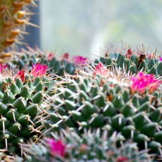 Cactus flowers wallpaper