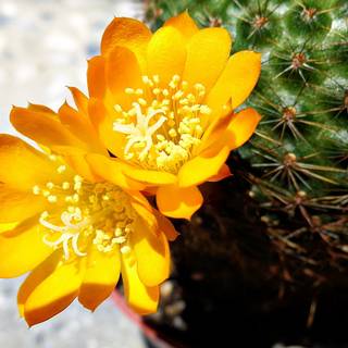 Cactus flowers wallpaper