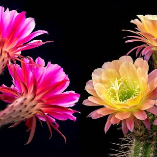Cactus flowers wallpaper