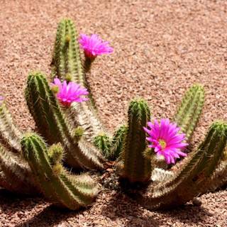 Cactus flowers wallpaper