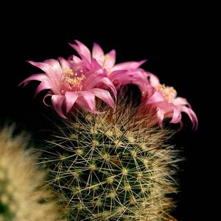 Cactus flowers wallpaper
