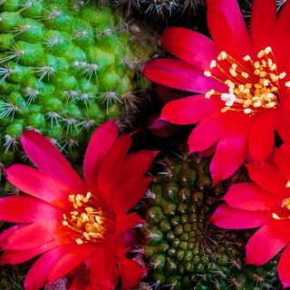 Cactus flowers wallpaper