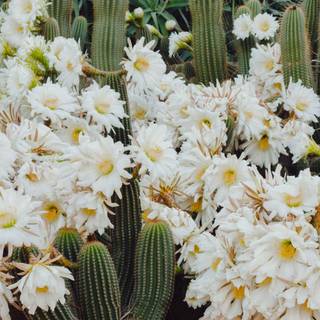 Cactus flowers wallpaper