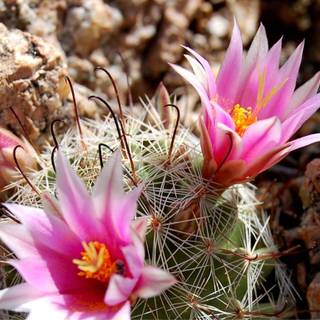 Cactus flowers wallpaper