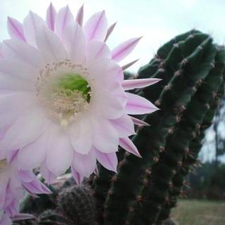 Cactus flowers wallpaper