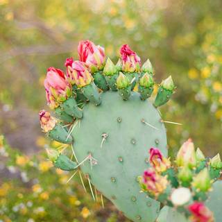 Cactus flowers wallpaper
