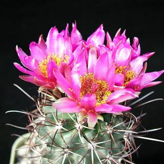 Cactus flowers wallpaper