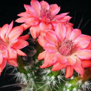 Cactus flowers wallpaper