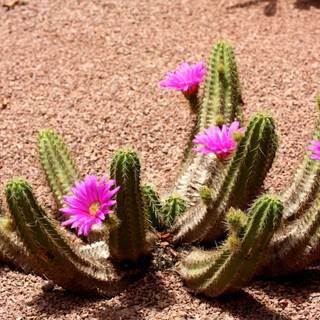 Cactus flowers wallpaper