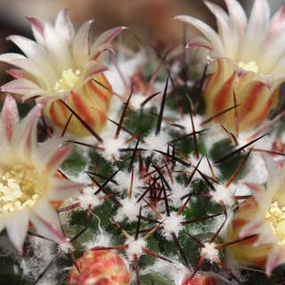 Cactus flowers wallpaper