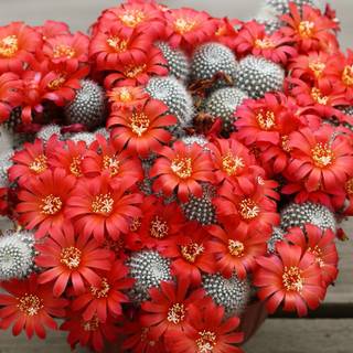 Cactus flowers wallpaper