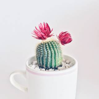 Cactus flowers wallpaper