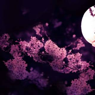 Dark Cherry Blossom wallpaper